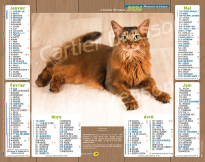 CHATS DE RACE