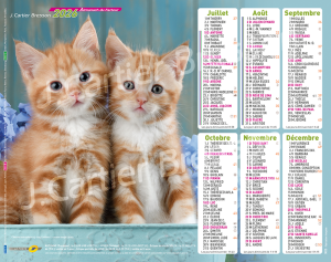 CHATONS DUO
