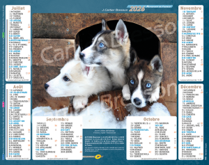 CHIOTS TRIO