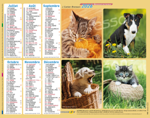 CHATONS/CHIOTS MULTI PHOTOS