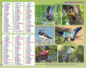 OISEAUX