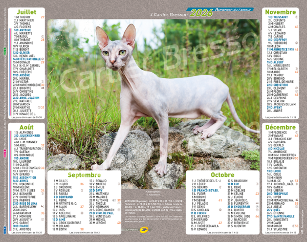 CHATS DE RACE – Image 2
