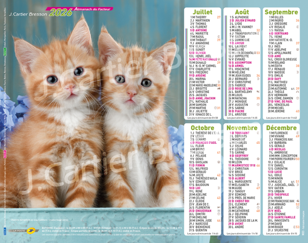 CHATONS DUO – Image 2