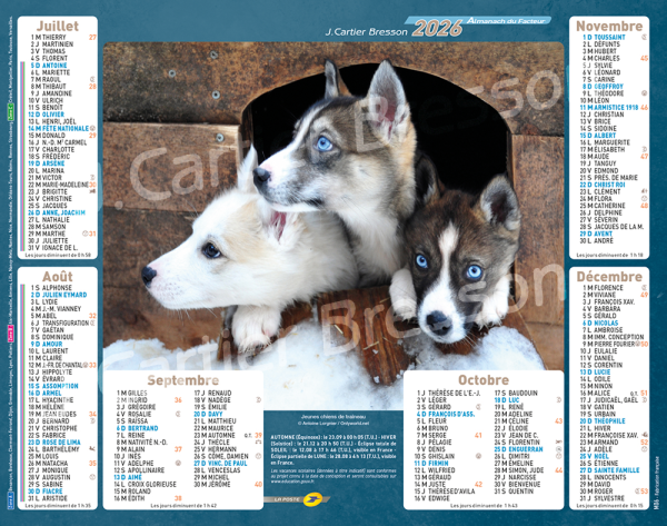 CHIOTS TRIO – Image 2