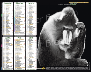 ANIMAUX NOIR ET BLANC